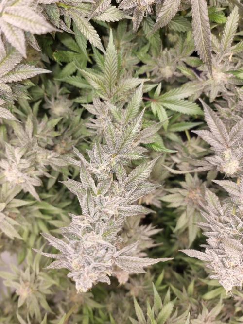 LCG Barney's farm and Backpack boys. Week 17