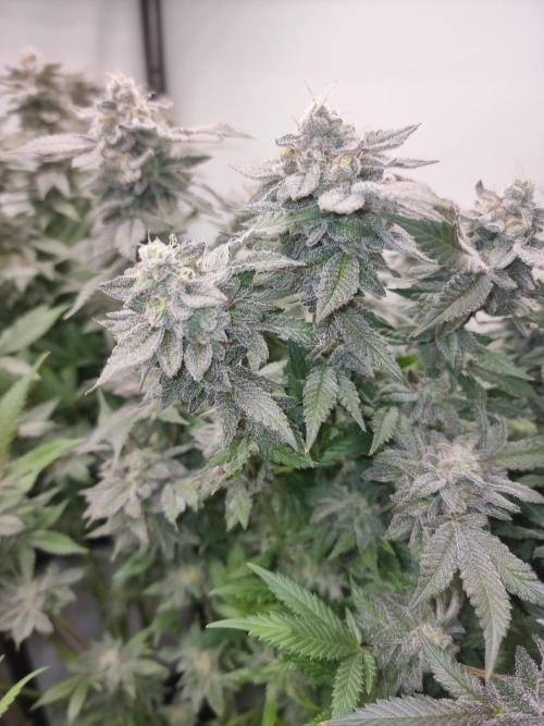 LCG Barney's farm and Backpack boys. Week 17