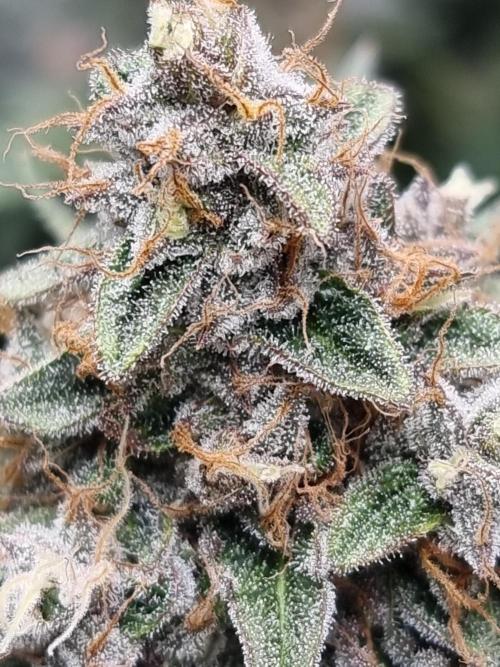 LCG Barney's farm and Backpack boys. Week 18