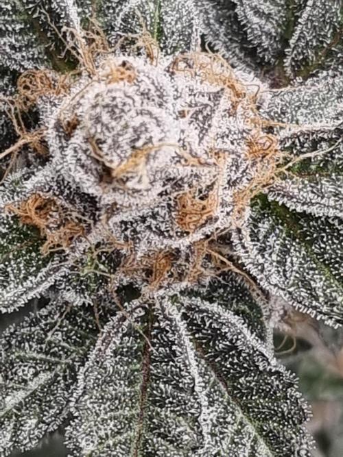 LCG Barney's farm and Backpack boys. Week 18