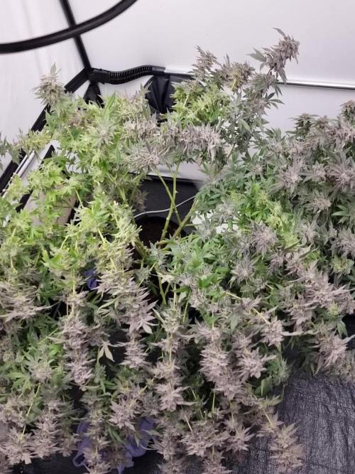 LCG Barney's farm and Backpack boys