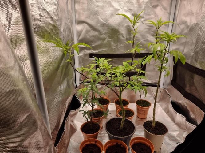 Monster cropped. Lemon cherry gelato. Week 16 - New cuts taken before putting the others into flower. 