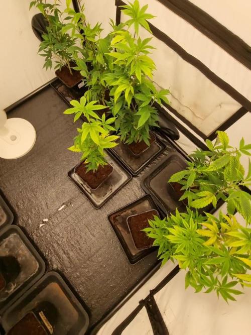 Monster cropped. Lemon cherry gelato