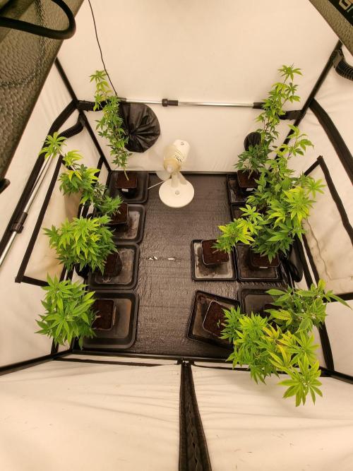 Monster cropped. Lemon cherry gelato. Week 16 - Defoliated and cut back ready to switch to flower