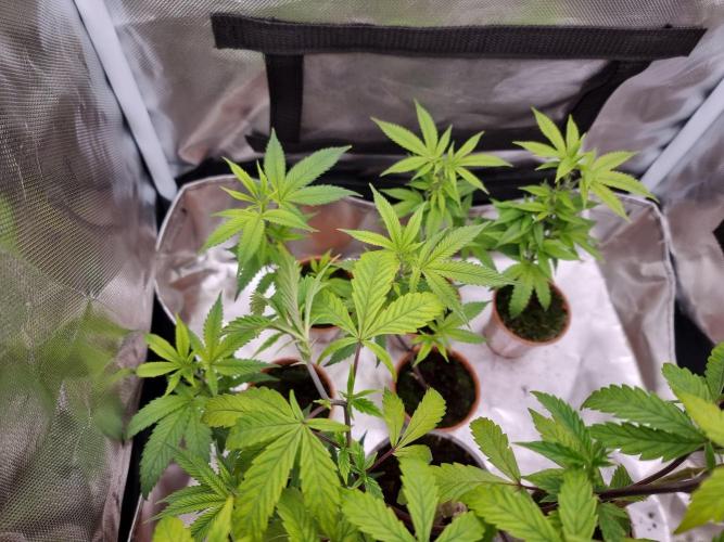 Monster cropped. Lemon cherry gelato. Week 16 - Cuttings 