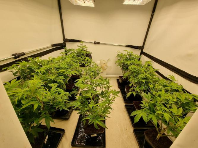 Monster cropped. Lemon cherry gelato. Week 17 - Day 5 flower 