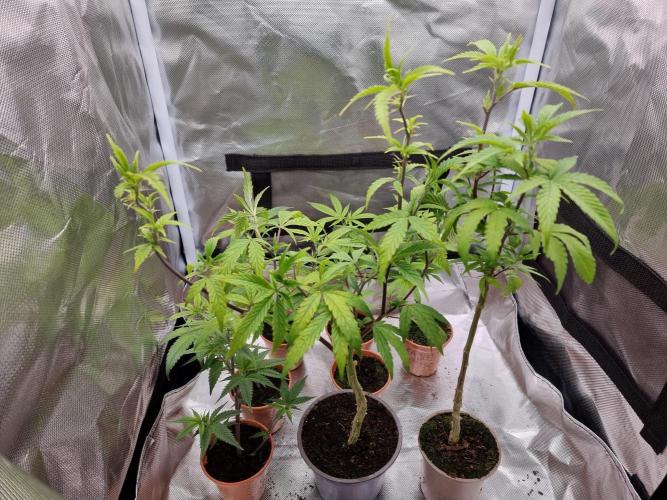 LCG cuttings.. Week 1