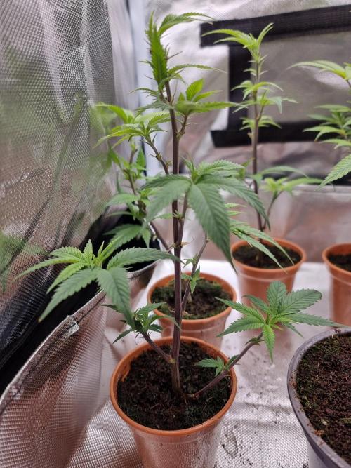 LCG cuttings.. Week 1