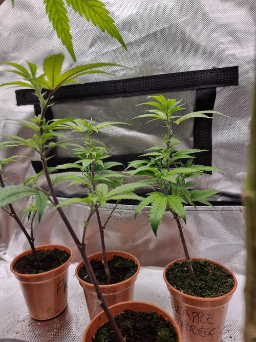 LCG cuttings.. Week 1