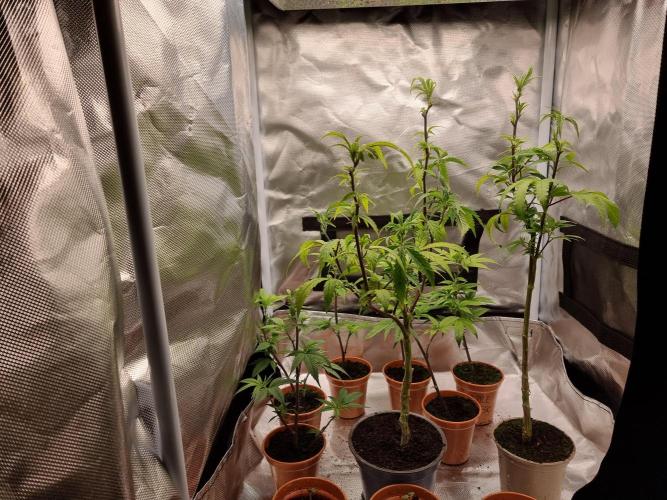 LCG cuttings.. Week 1