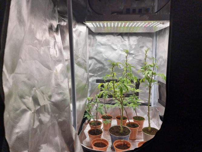 LCG cuttings.. Week 1