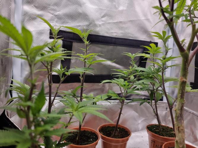 LCG cuttings.. Week 1