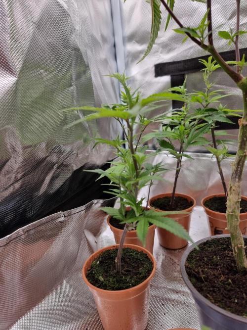 LCG cuttings.. Week 1