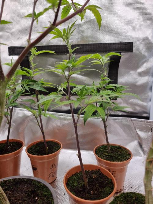 LCG cuttings.. Week 1