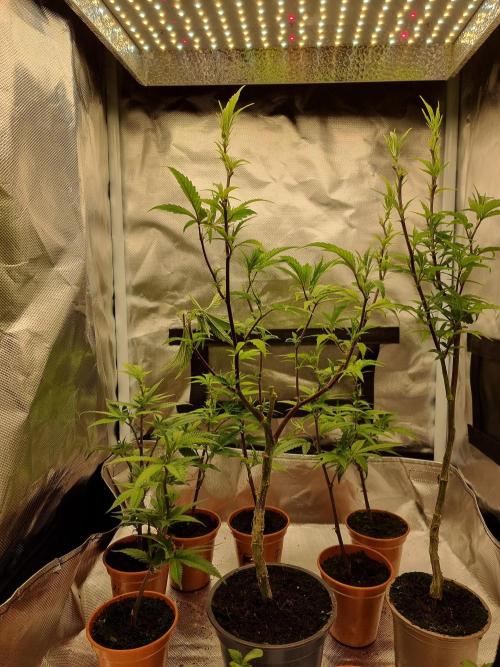 LCG cuttings.. Week 1