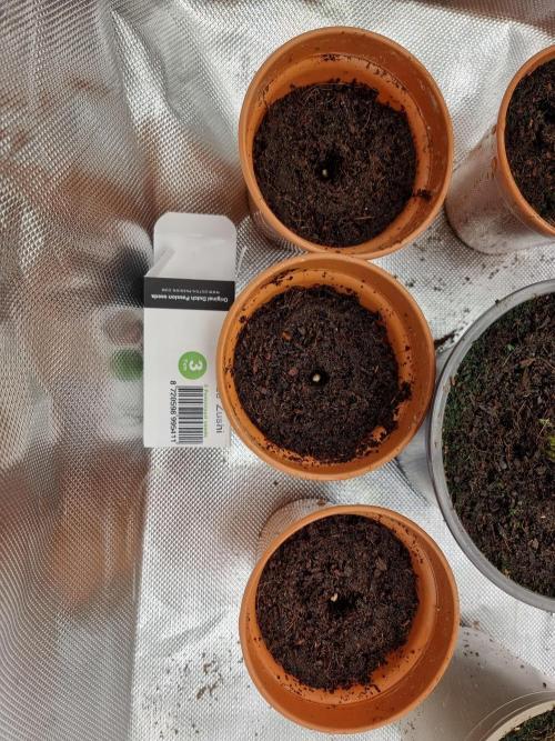 Blue zushi. dutch passion.. Week 0 - Day 1 seeds going into coir