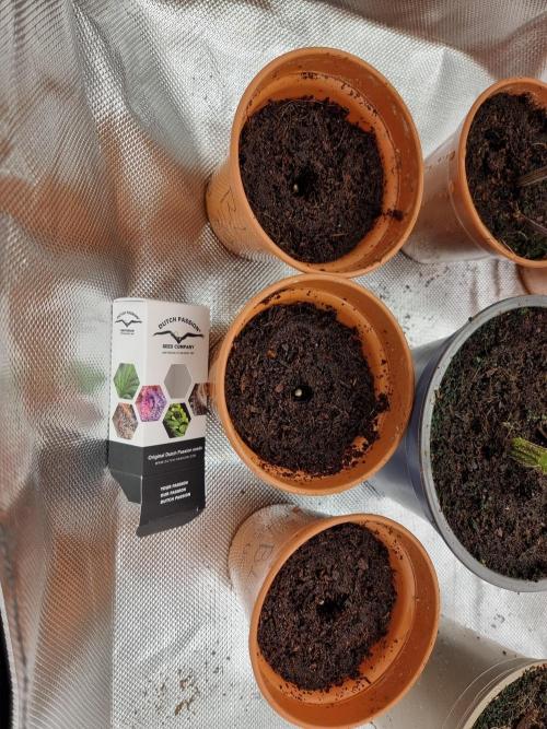 Blue zushi. dutch passion.. Week 0