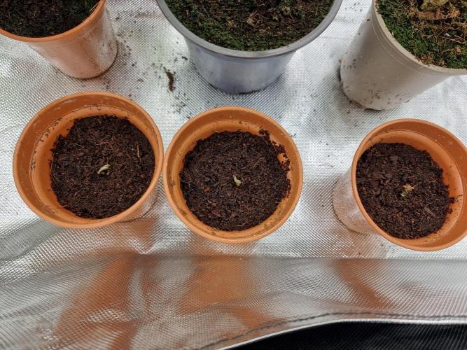 Blue zushi. dutch passion.. Week 0