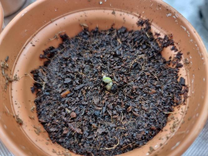 Blue zushi. dutch passion.. Week 0 - Day3