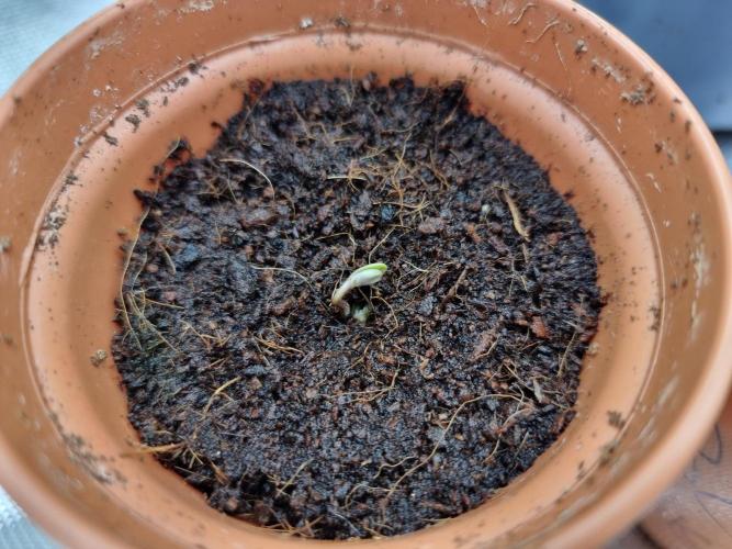 Blue zushi. dutch passion.. Week 0 - Day3