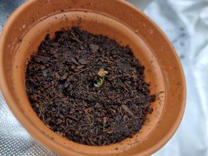 Blue zushi. dutch passion.. Week 0 - Day3