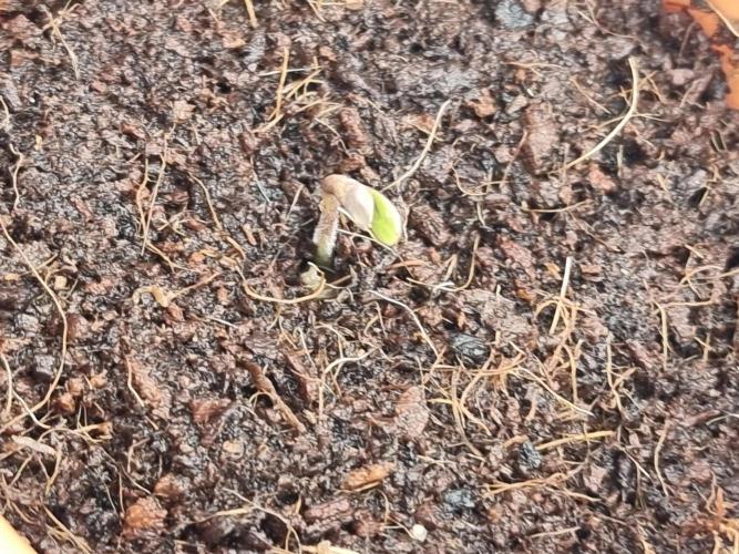 Blue zushi. dutch passion.. Week 0 - Day3