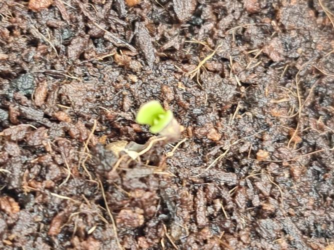 Blue zushi. dutch passion.. Week 0 - Day3