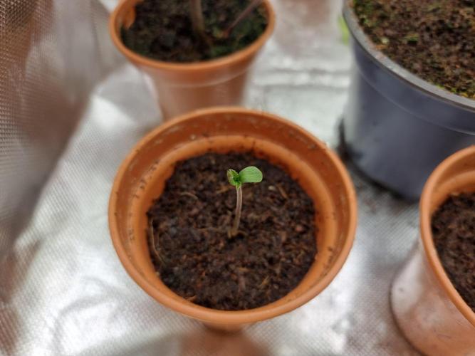 Blue zushi. dutch passion.. Week 0 - Day 4