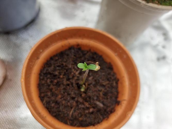 Blue zushi. dutch passion.. Week 0 - Day 4