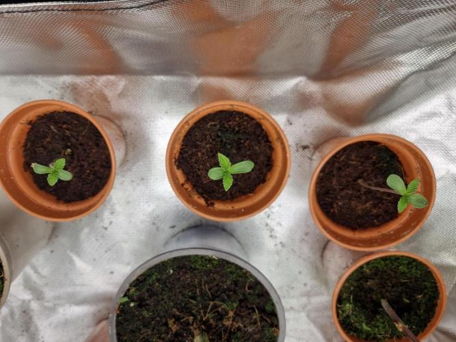 Blue zushi. dutch passion.. Week 0