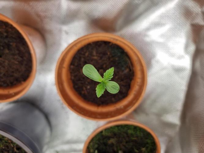 Blue zushi. dutch passion.. Week 0