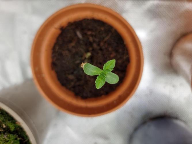 Blue zushi. dutch passion.. Week 0