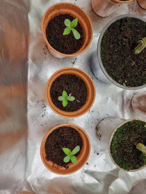 Blue zushi. dutch passion.. Week 0 - Day5