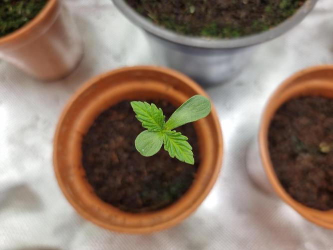 Blue zushi. dutch passion.. Week 0