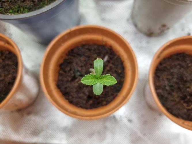 Blue zushi. dutch passion.. Week 0 - 7 days after putting into medium and giving them moisture. 