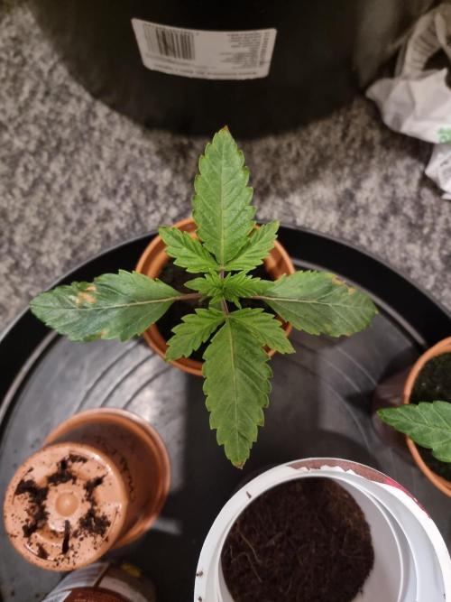 Blue zushi. dutch passion.. Week 1 - End week 1veg