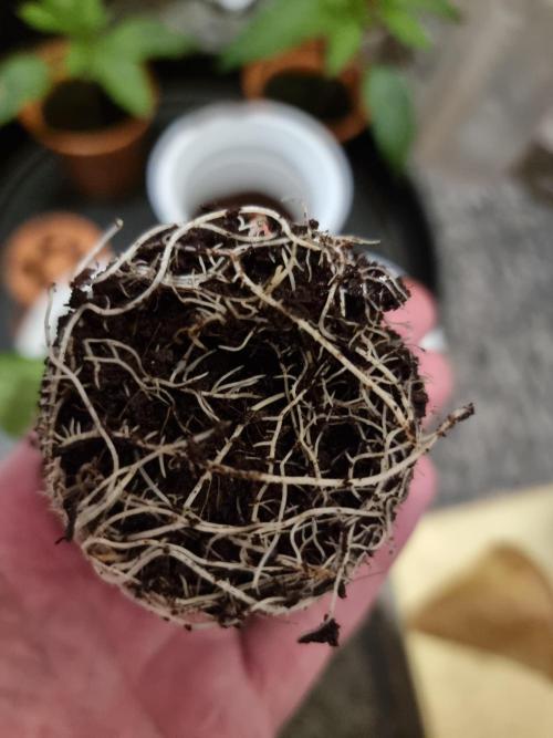 Blue zushi. dutch passion.. Week 1