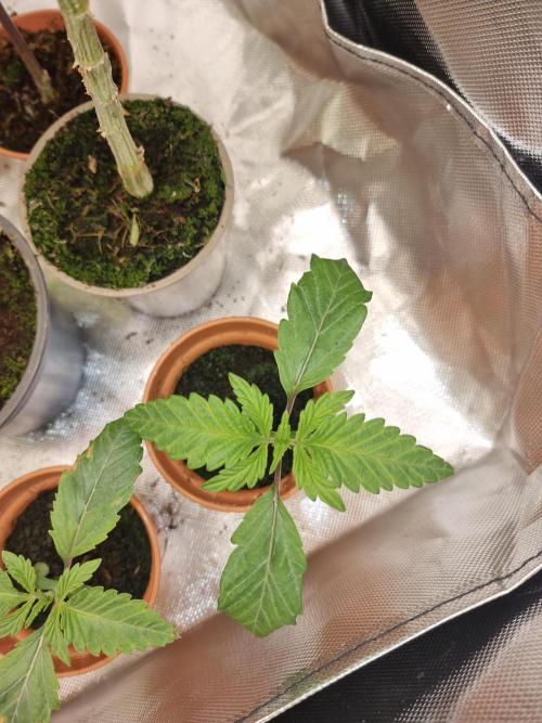 Blue zushi. dutch passion.. Week 1 - Ready for transplant from starter pot to put noodle cup