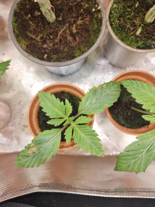 Blue zushi. dutch passion.. Week 1