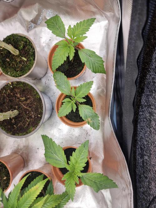 Blue zushi. dutch passion.. Week 1