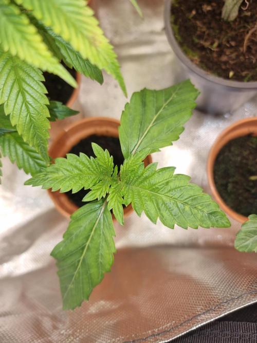 Blue zushi. dutch passion.. Week 1