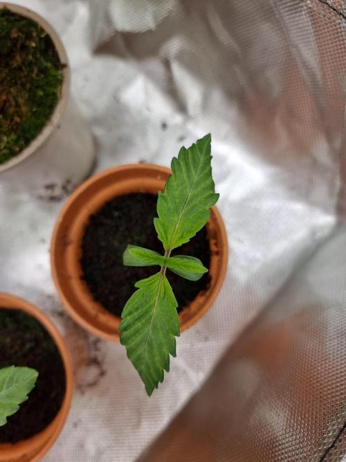 Blue zushi. dutch passion.. Week 1