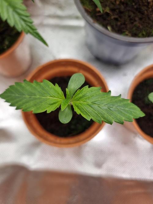 Blue zushi. dutch passion.. Week 1