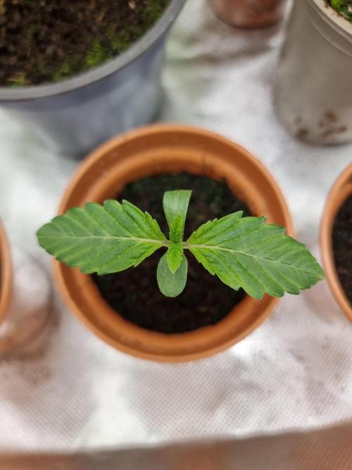 Blue zushi. dutch passion.. Week 1