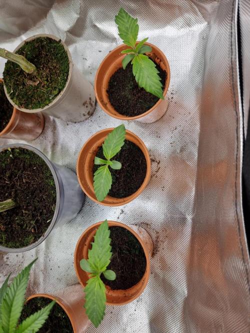 Blue zushi. dutch passion.. Week 1