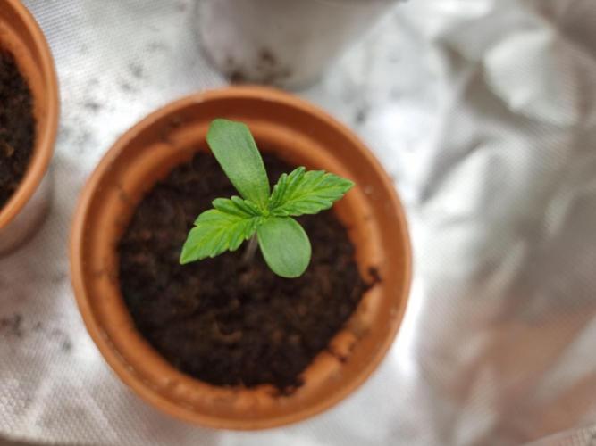 Blue zushi. dutch passion.. Week 1