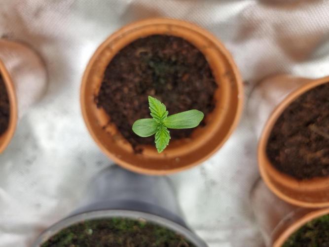 Blue zushi. dutch passion.. Week 1