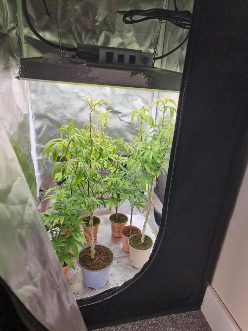 LCG cuttings.. Week 2