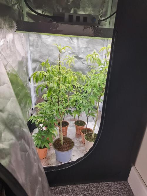 LCG cuttings.. Week 2