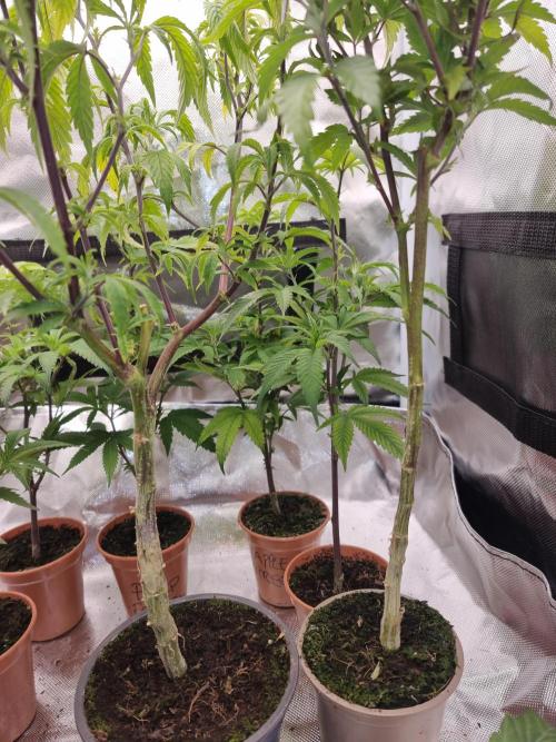 LCG cuttings.. Week 2